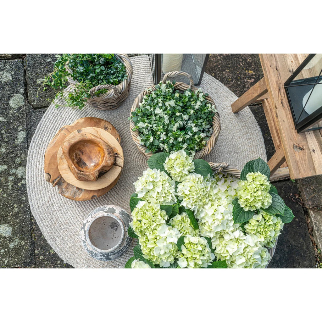Arrangement luxuriante d’hortensias vert pâle et blanc dans un panier rond en rotin tressé gris