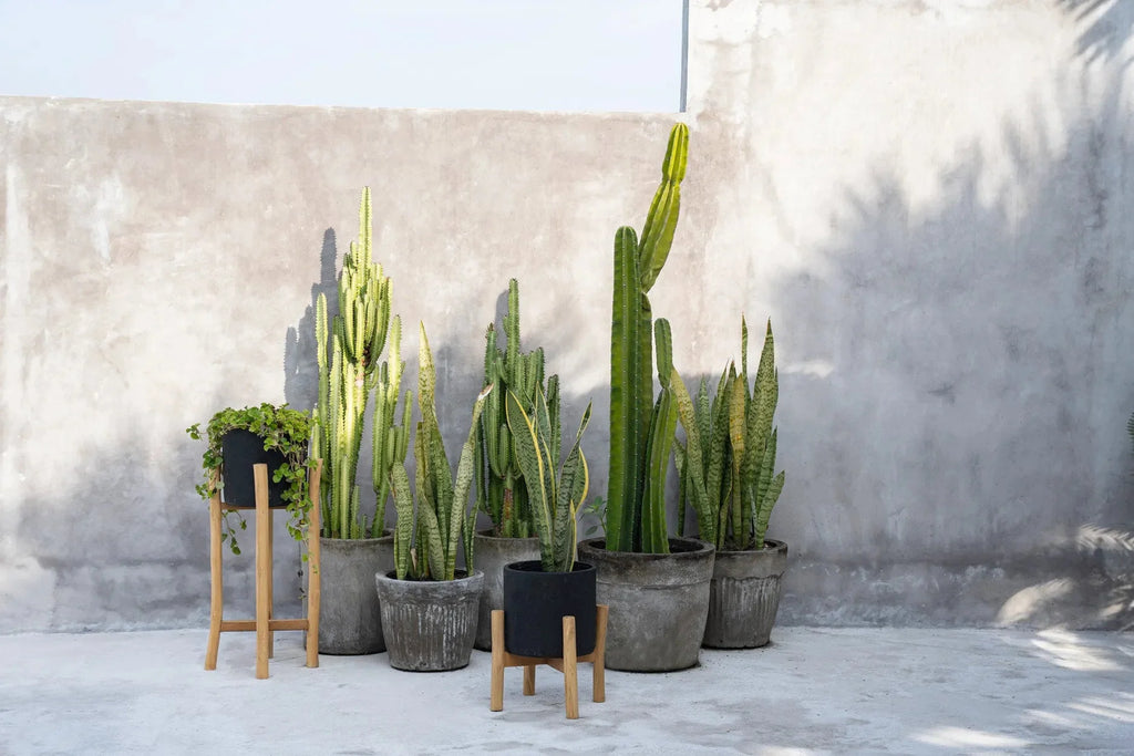 Collection de plantes vertes en pots en terre cuite noire sur socle en bois de teck