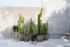 Collection de plantes vertes en pots en terre cuite noire sur socle en bois de teck