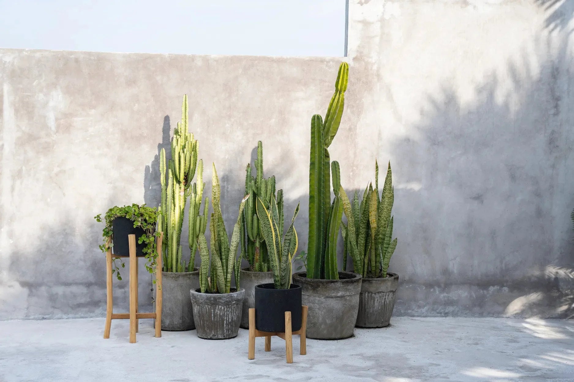 Collection de plantes vertes en pots en terre cuite noire sur socle en bois de teck