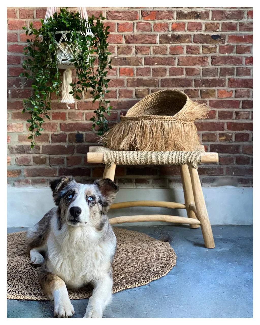 Chien Australian Shepherd merle aux yeux bleus avec suspension en coton blanc cassé