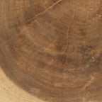 Section transversale d’un tronc d’arbre en bois massif blanc naturel avec anneaux de croissance